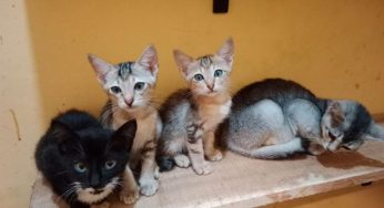 Kucing Terlantar Kini Punya Rumah, Berkat Pak Anam