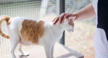 Komunitas Pecinta Hewan Selamatkan Anjing & Kucing Liar