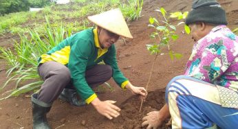 Gerakan Reboisasi Relawan di Dieng Lebih Hijau dengan 1000 Pohon Menginspirasi Masyarakat